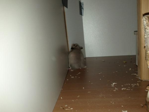 sonstiges hamster img0034