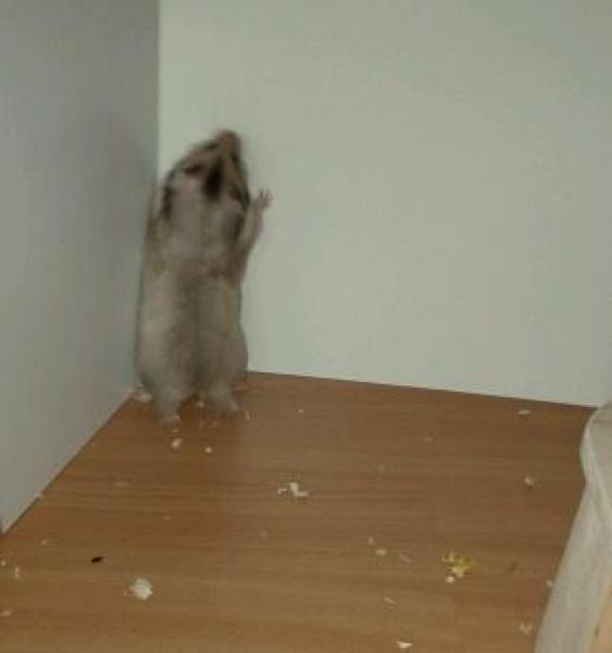 sonstiges hamster img0035