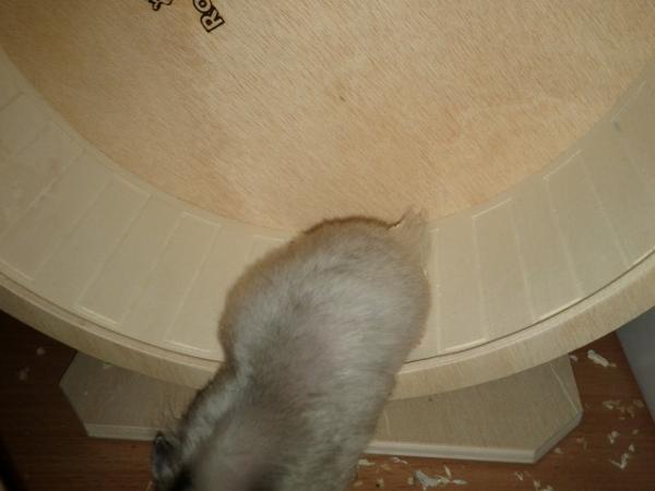 sonstiges hamster img0036