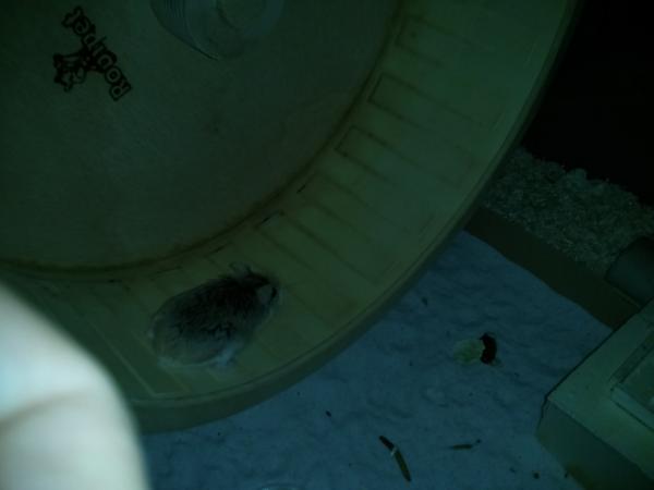 hamster 2013 img0076