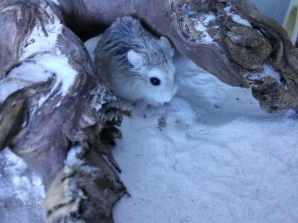 hamster 2013 img0103