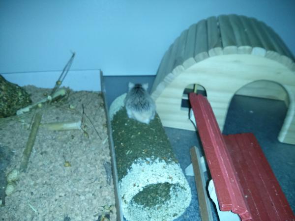 hamster 2013 img0116