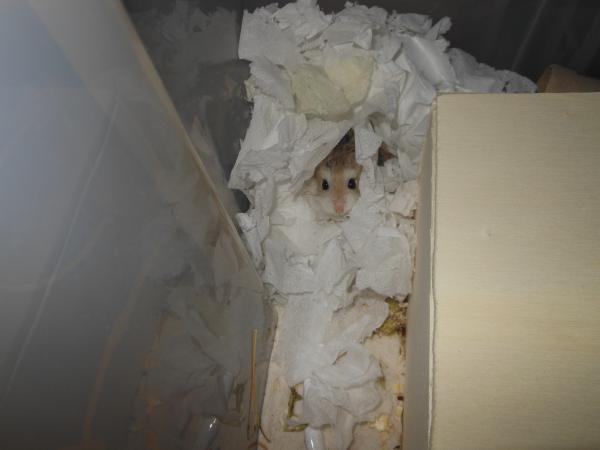 hamster 2013 img0120