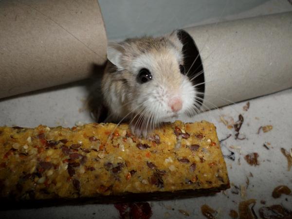 hamster 2013 img0165