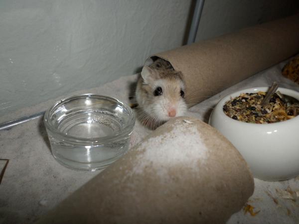 hamster 2013 img0166