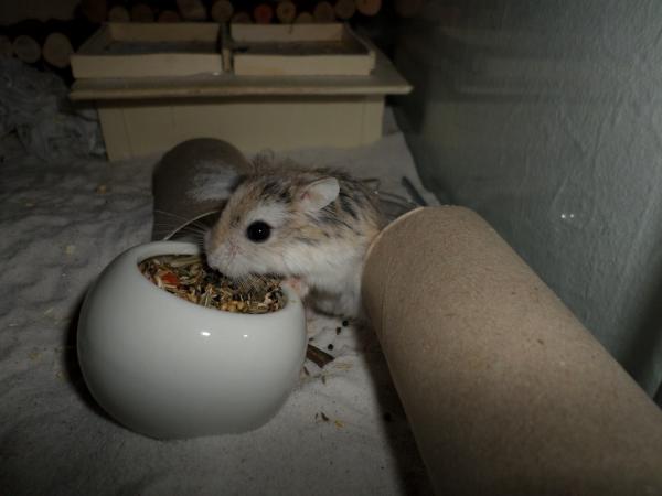 hamster 2013 img0168