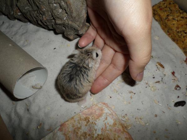 hamster 2013 img0171