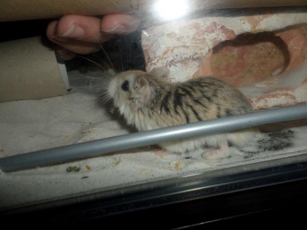 hamster 2013 img0174