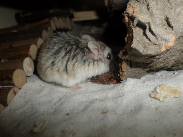 hamster 2013 img0214