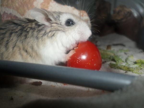 hamster 2013 img0240