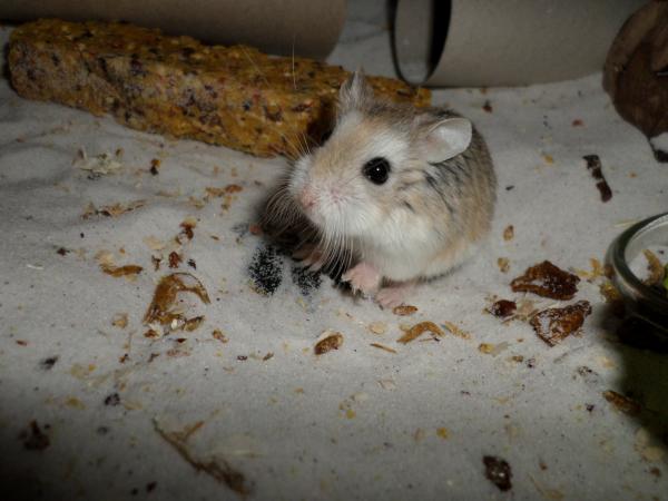 hamster 2013 img0242