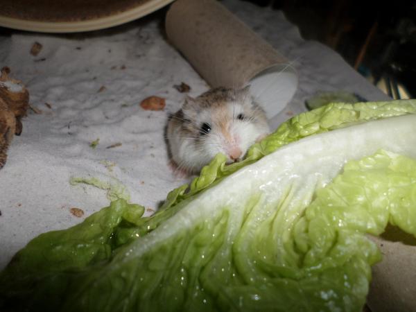 hamster 2013 img0291