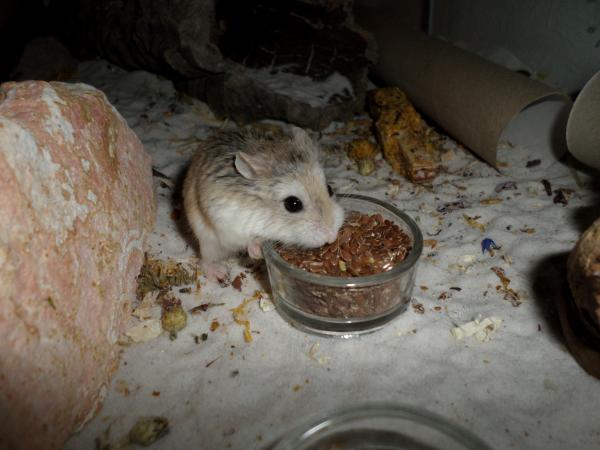 hamster 2013x2 img0055