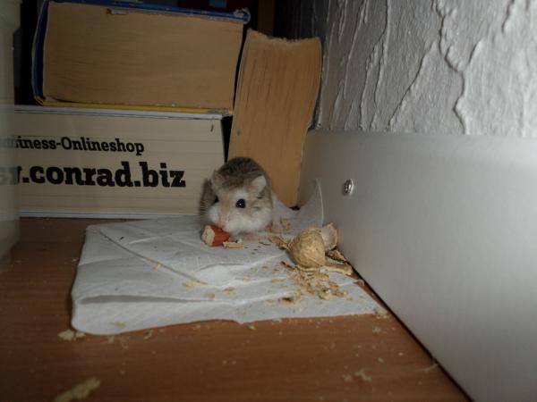 hamster 2013x2 img0057