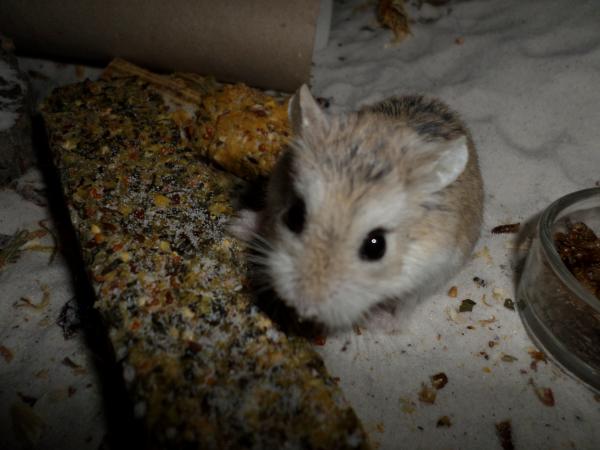 hamster 2013x2 img0091