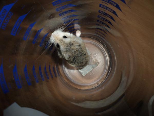 hamster 2013x2 img0188