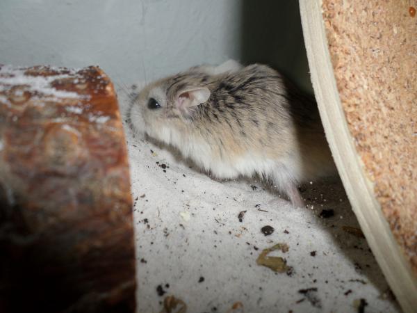 hamster 2013x2 img0243