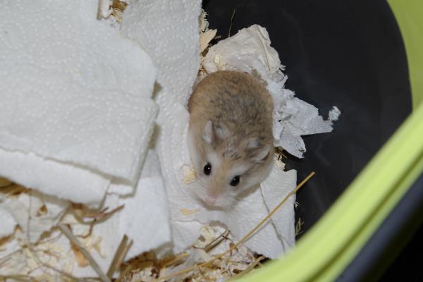 sonstiges hamster4 img0058