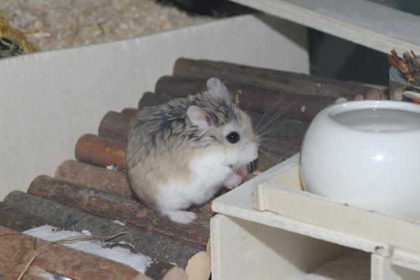 sonstiges hamster4 img0071