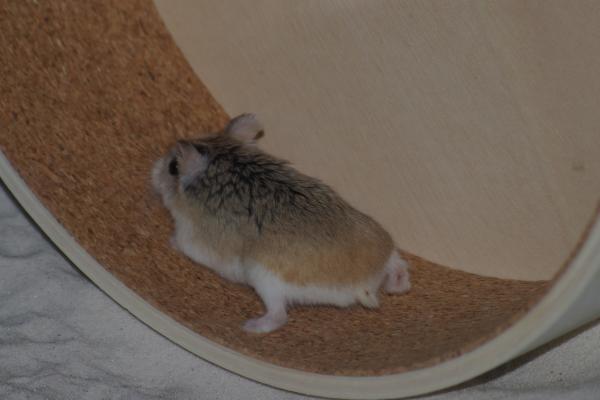 sonstiges hamster4 img0073