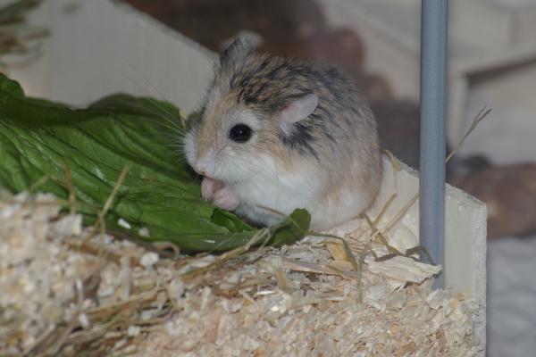 sonstiges hamster4 img0075