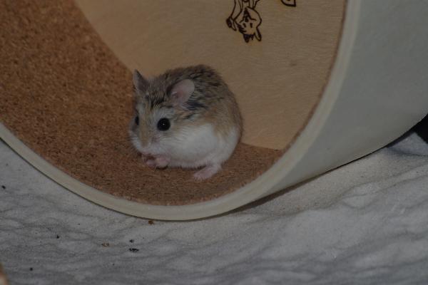 sonstiges hamster4 img0077