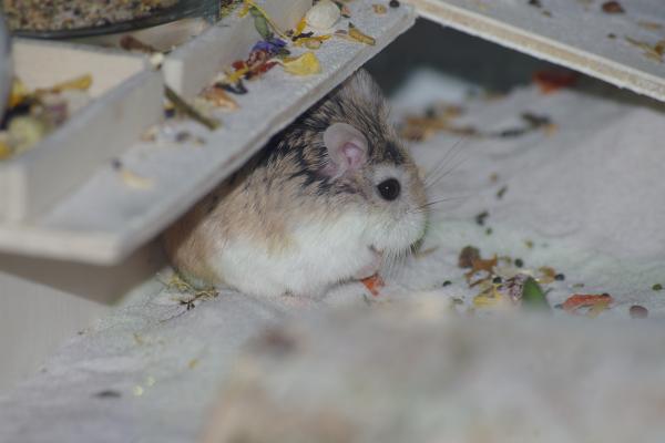 sonstiges hamster4 img0086