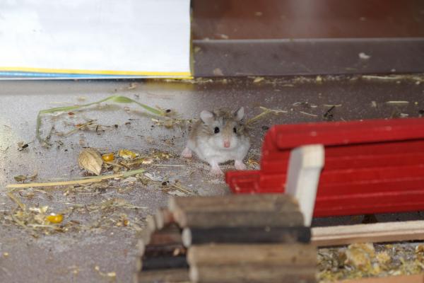 sonstiges hamster4 img0105