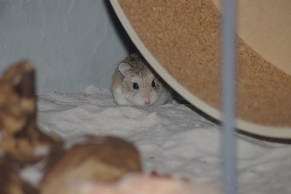 sonstiges hamster4 img0120