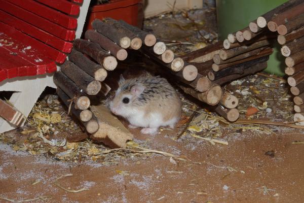 sonstiges hamster4 img0132