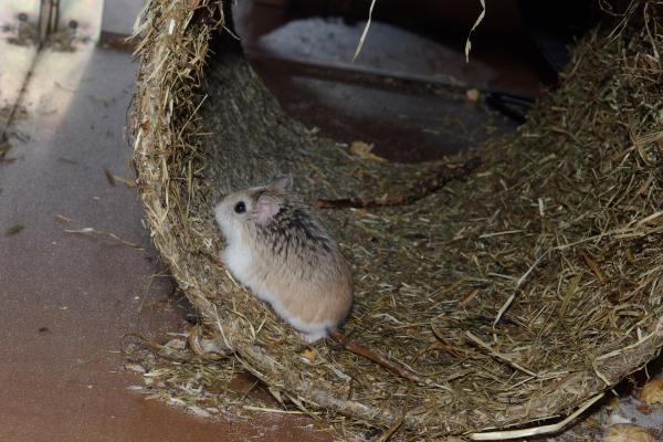 sonstiges hamster4 img0133