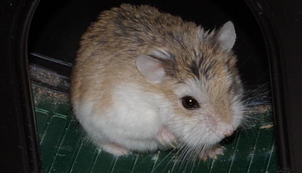 sonstiges hamster4 img0134