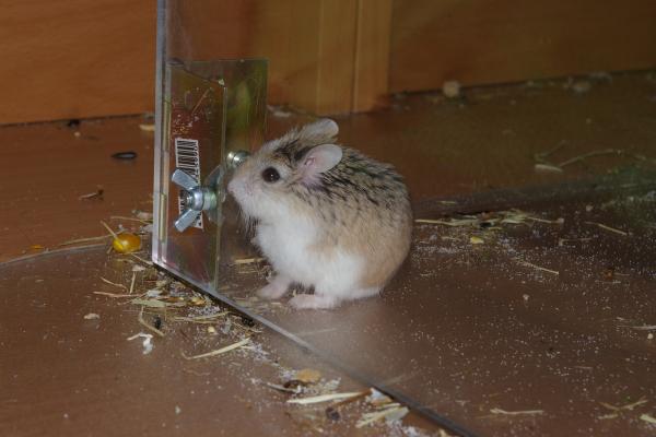 sonstiges hamster4 img0136