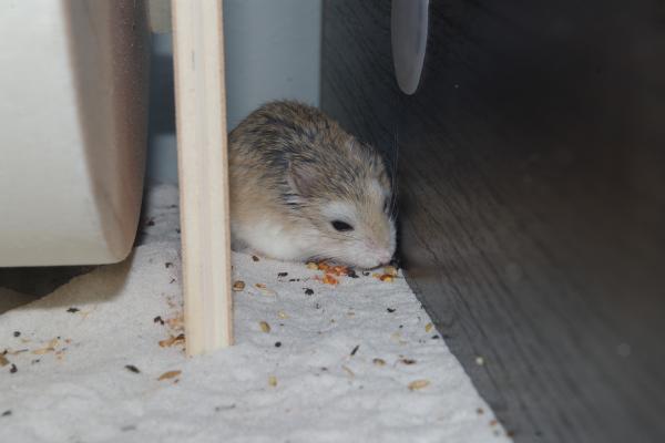 sonstiges hamster5 img0020