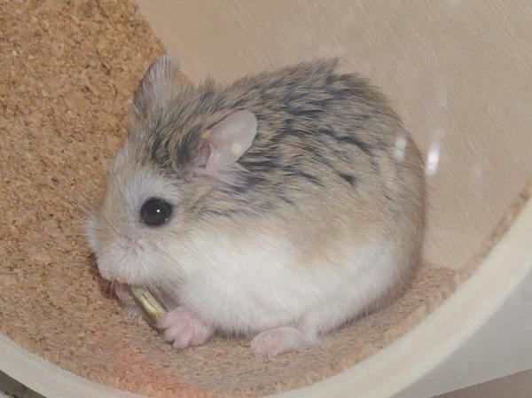 sonstiges hamster5 img0028