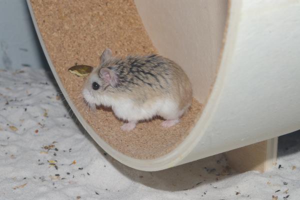 sonstiges hamster5 img0029