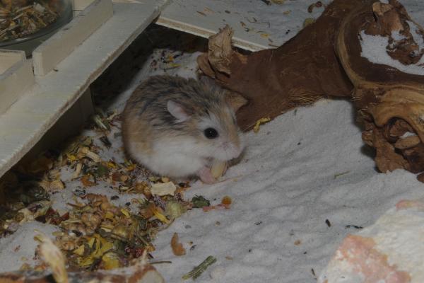 sonstiges hamster5 img0036