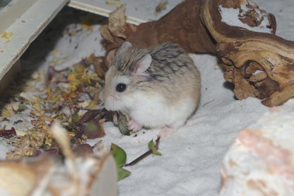 sonstiges hamster5 img0045