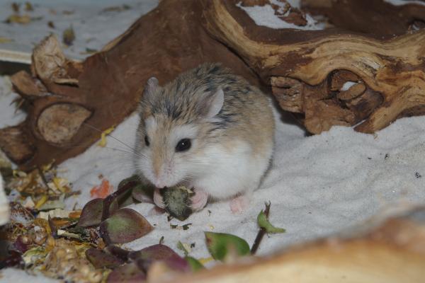 sonstiges hamster5 img0046