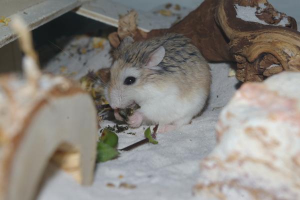 sonstiges hamster5 img0047