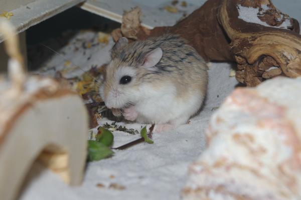 sonstiges hamster5 img0048