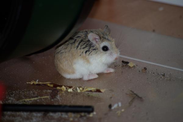 sonstiges hamster5 img0065