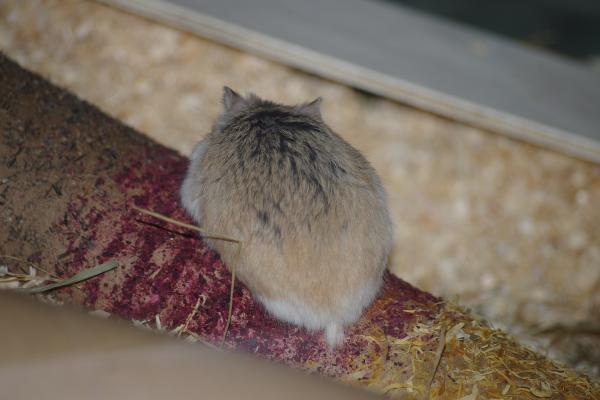 sonstiges hamster5 img0103