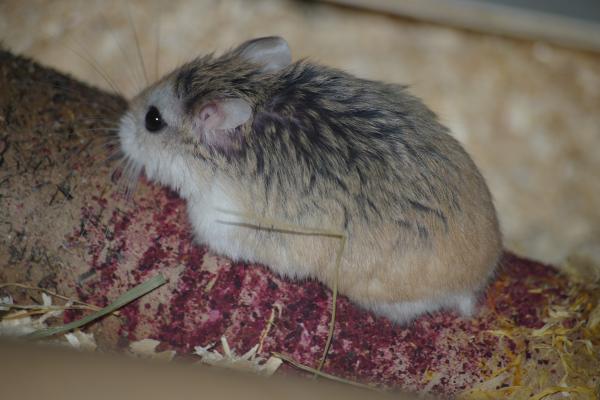 sonstiges hamster5 img0104