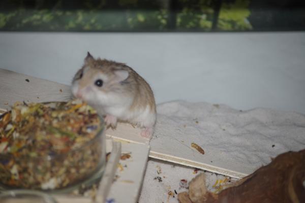 sonstiges hamster5 img0105