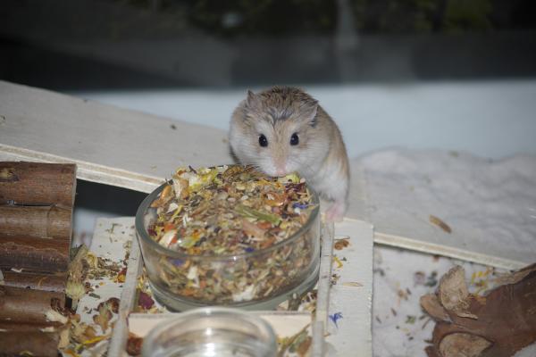 sonstiges hamster5 img0106