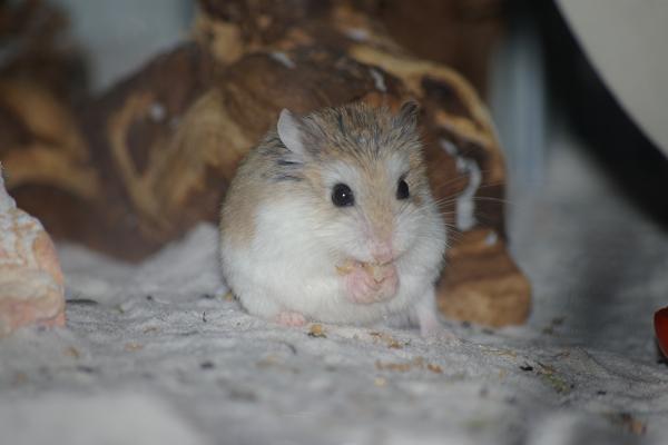 sonstiges hamster5 img0108