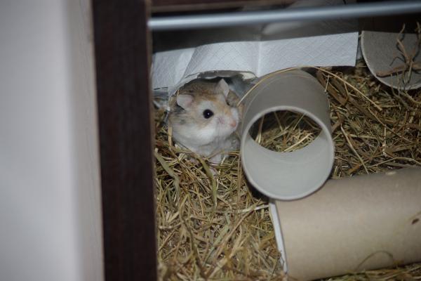 sonstiges hamster5 img0115