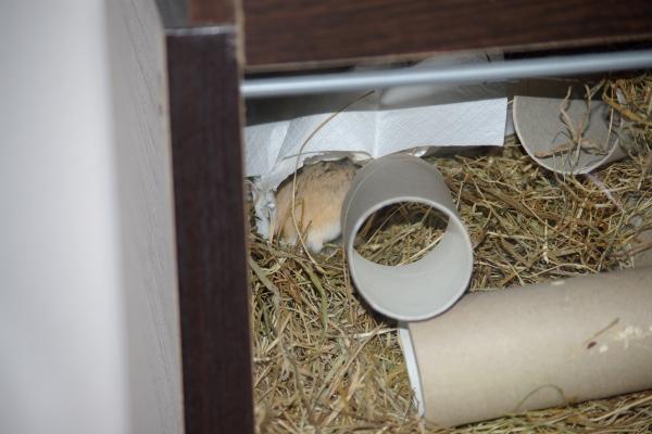 sonstiges hamster5 img0116