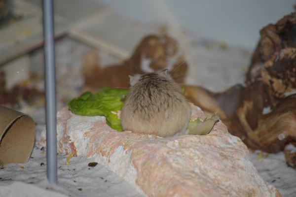 sonstiges hamster5 img0117